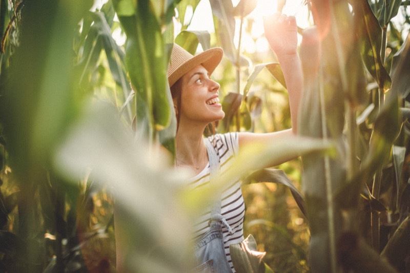 Agronomist inspecting crops in a corn field — LibrAgro organic agriculture